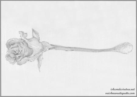 Rose Flower with cotton